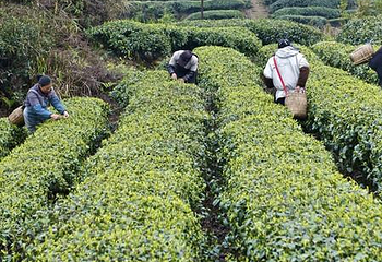 茶山竹海第 12 张图片