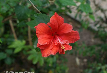 芳香植物生态观光园第 1 张图片