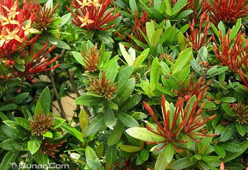 兴隆热带花园第 7 张图片