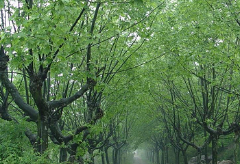 灵谷洞第 3 张图片