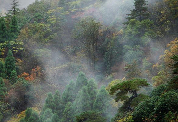 东天目山景区第 15 张图片