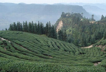 黄蜂窝茶山第 1 张图片