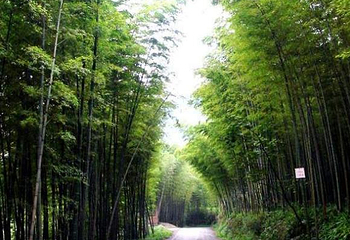 茶山旅游区第 2 张图片