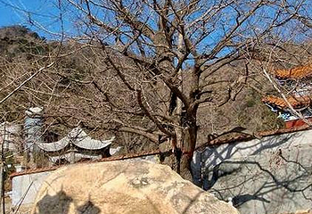 禅林寺古银杏风景园第 6 张图片