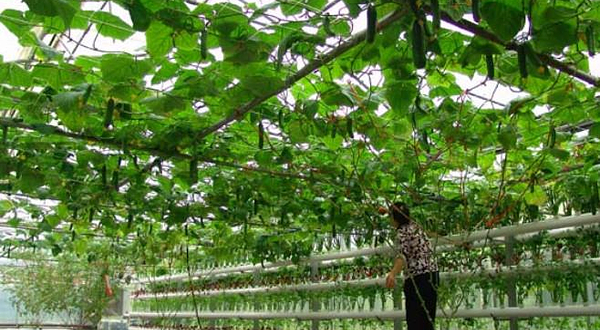 农业高新技术示范园区
