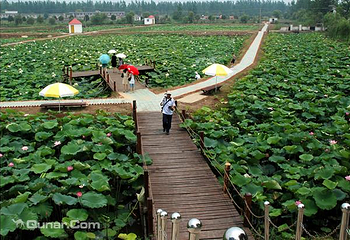 焦岗湖国家湿地公园第 24 张图片