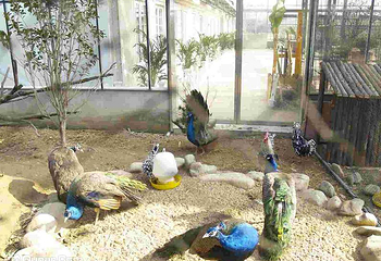 江阴嘉茂国际花鸟园第 2 张图片