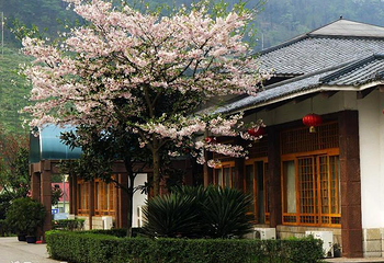 鹤鸣山第 9 张图片