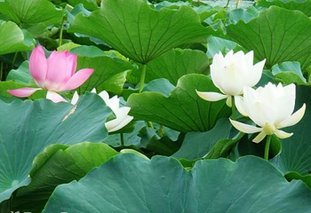 寿光林海生态博览园第 34 张图片