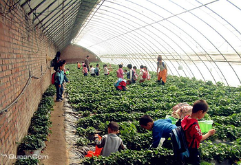天翼草莓生态园第 3 张图片