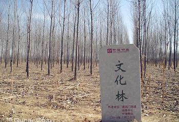 怀柔植树基地第 4 张图片