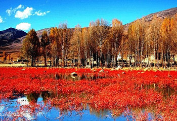 红草地第 3 张图片