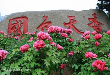 东湖牡丹园第 14 张图片