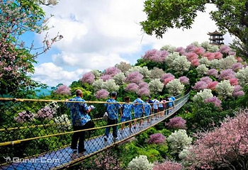 天适樱花悠乐园第 4 张图片