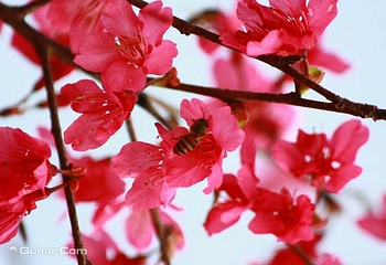 天适樱花悠乐园第 12 张图片
