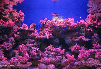 凯利塔顿海底世界第 43 张图片