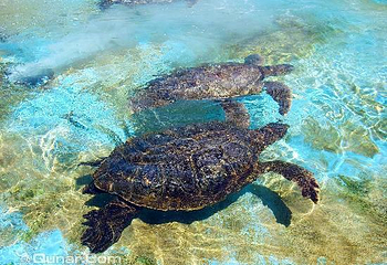 夏威夷海洋生物公园第 30 张图片