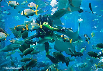 迪拜“失落的世界”水族馆第 28 张图片