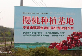 横溪上任村樱桃采摘第 3 张图片