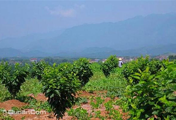 余姚梁弄黄埔岭樱桃采摘第 5 张图片