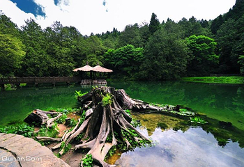阿里山国家风景区第 58 张图片