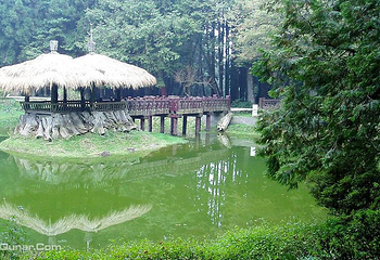 阿里山国家风景区第 57 张图片