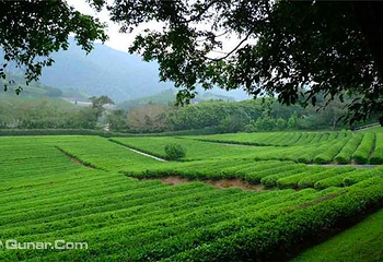 雁南飞茶田景区第 7 张图片
