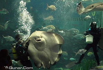 墨尔本水族馆第 59 张图片