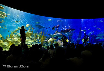 墨尔本水族馆第 61 张图片