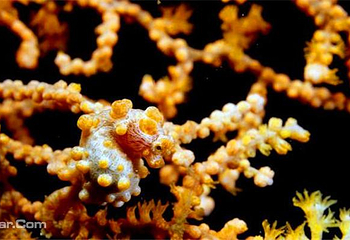 台湾海洋生物博物馆第 5 张图片