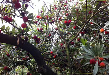 茶山丁岙杨梅采摘第 3 张图片