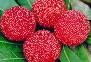 茶山丁岙杨梅采摘第 9 张图片