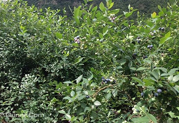 新昌沙溪开口岩村蓝莓采摘第 2 张图片