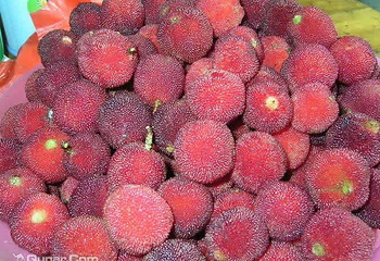 余姚三七市丈母娘杨梅采摘基地第 2 张图片