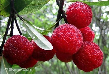 梁弄雅潭杨梅园第 5 张图片