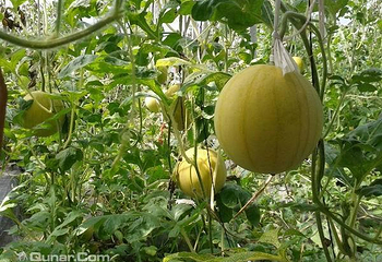 草莓王蔬果采摘园第 4 张图片