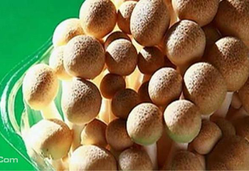 战友蘑菇采摘观光园第 8 张图片