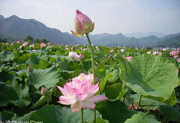 十里荷花第 9 张图片