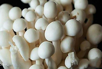战友蘑菇采摘观光园第 6 张图片