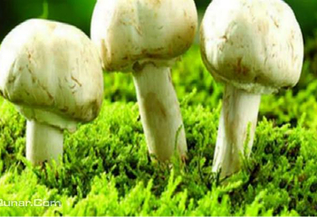 战友蘑菇采摘观光园第 1 张图片