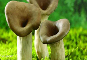 战友蘑菇采摘观光园第 5 张图片