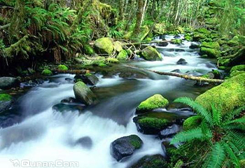 千岛湖森林氧吧第 10 张图片