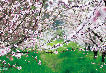 无锡阳山桃花源景区第 17 张图片