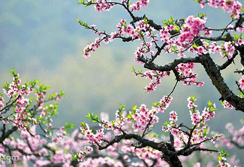无锡阳山桃花源景区第 16 张图片