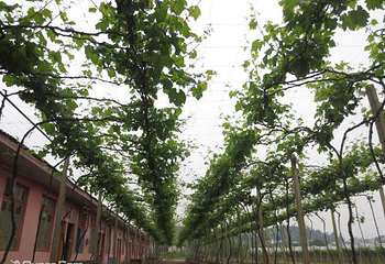 滴翠山庄葡萄园第 5 张图片