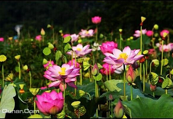 鑫农湖荷花湿地公园第 1 张图片