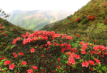 新兴天露山旅游度假区第 71 张图片