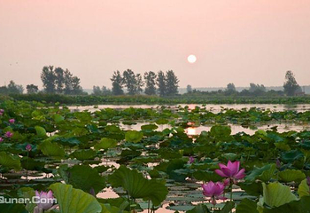 鑫农湖荷花湿地公园第 2 张图片