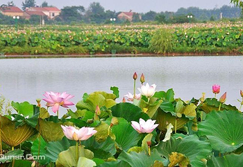 鑫农湖荷花湿地公园第 3 张图片