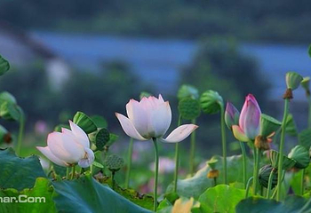 鑫农湖荷花湿地公园第 5 张图片
